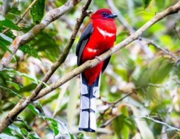 ENDEMIC BIRDS OF CAMBODIA: PHNOM PENH & PHNOM AURAL MOUNTAIN